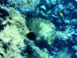 Fish and coral at the Reef Aquarium at the Aquarium of the Antwerp Zoo