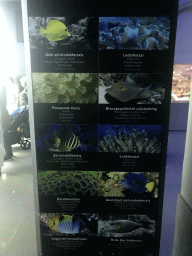 Explanation on fish and coral species at the Reef Aquarium at the Aquarium of the Antwerp Zoo