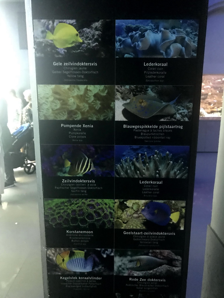 Explanation on fish and coral species at the Reef Aquarium at the Aquarium of the Antwerp Zoo