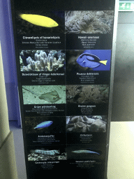 Explanation on fish and coral species at the Reef Aquarium at the Aquarium of the Antwerp Zoo