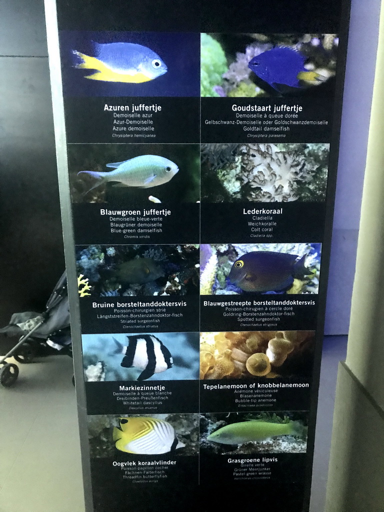 Explanation on fish and coral species at the Reef Aquarium at the Aquarium of the Antwerp Zoo