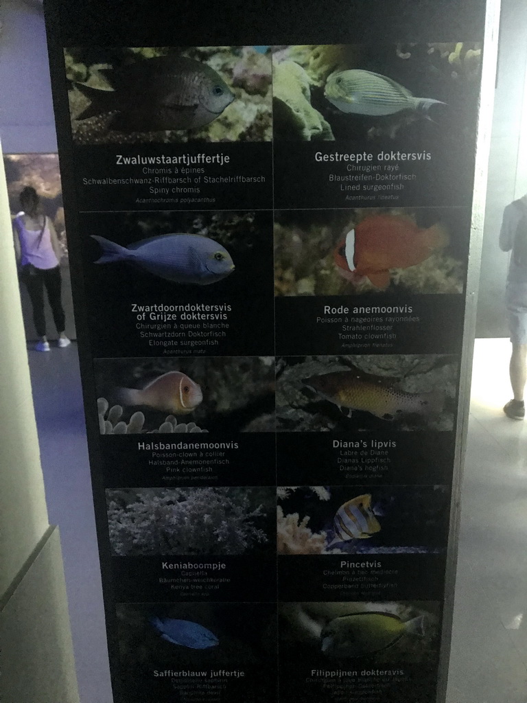 Explanation on fish and coral species at the Reef Aquarium at the Aquarium of the Antwerp Zoo