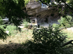 Lions at the Antwerp Zoo