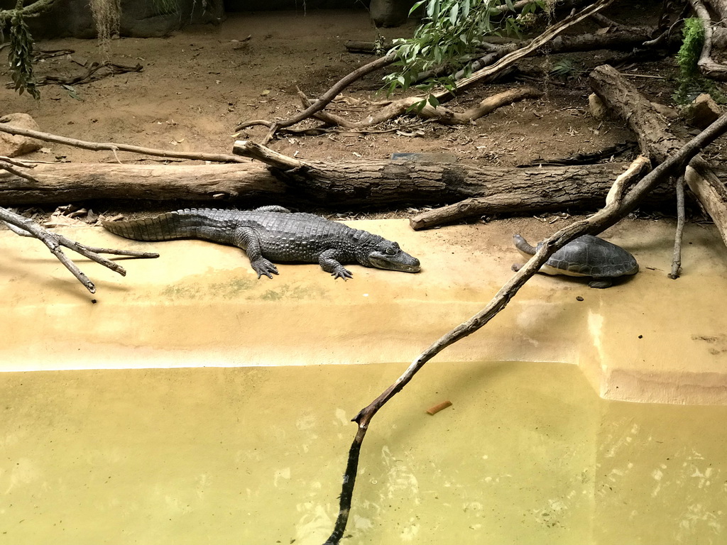 Spectacled Caiman and Turtle at the Reptile House at the Antwerp Zoo