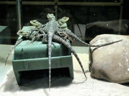 Baby Lizards at the Reptile House at the Antwerp Zoo