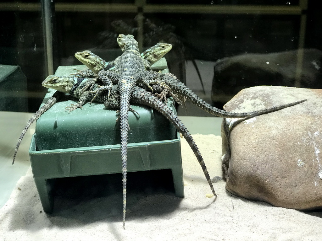 Baby Lizards at the Reptile House at the Antwerp Zoo