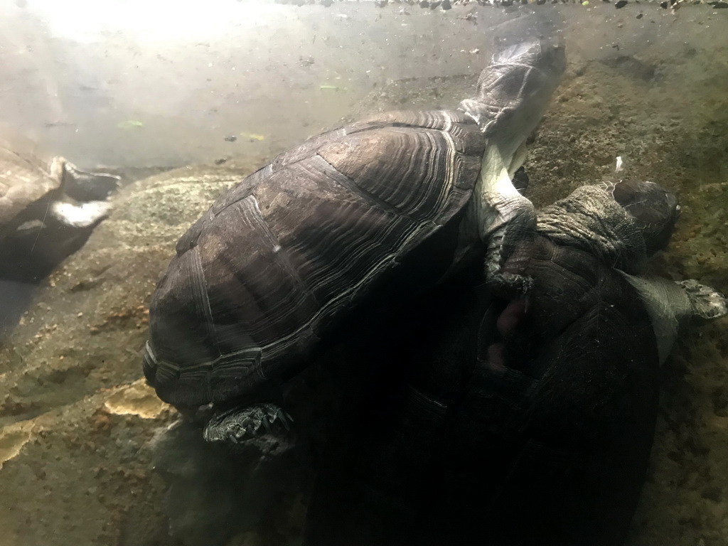 Turtles at the Reptile House at the Antwerp Zoo