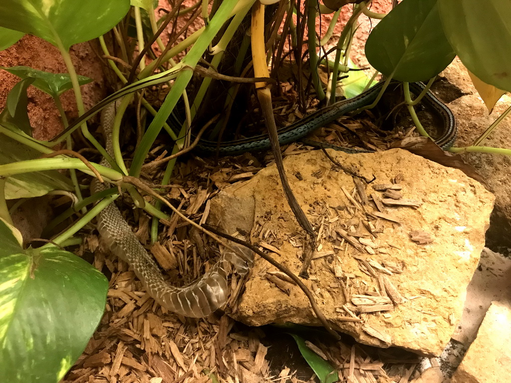 San Francisco Garter Snake at the Reptile House at the Antwerp Zoo