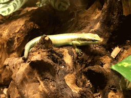 Brown-flanked Skink at the Reptile House at the Antwerp Zoo