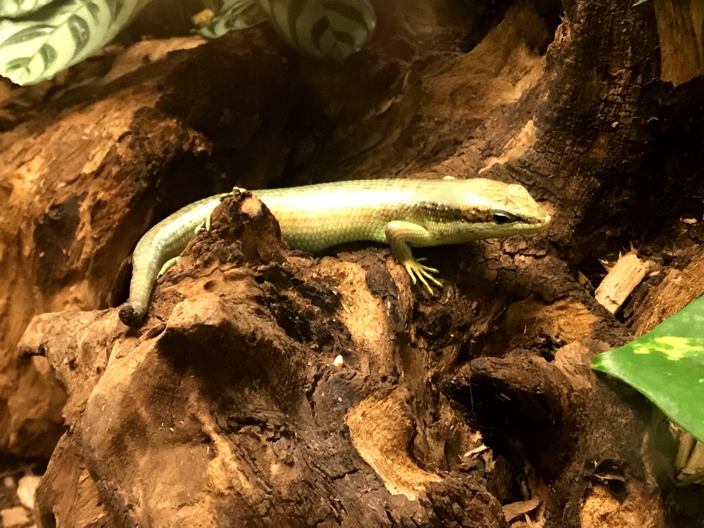 Brown-flanked Skink at the Reptile House at the Antwerp Zoo