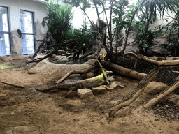 Komodo Dragon at the Reptile House at the Antwerp Zoo