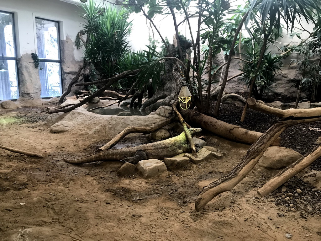 Komodo Dragon at the Reptile House at the Antwerp Zoo