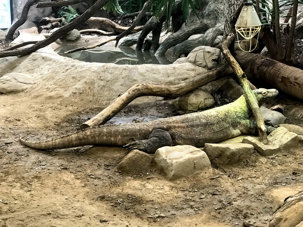 Komodo Dragon at the Reptile House at the Antwerp Zoo