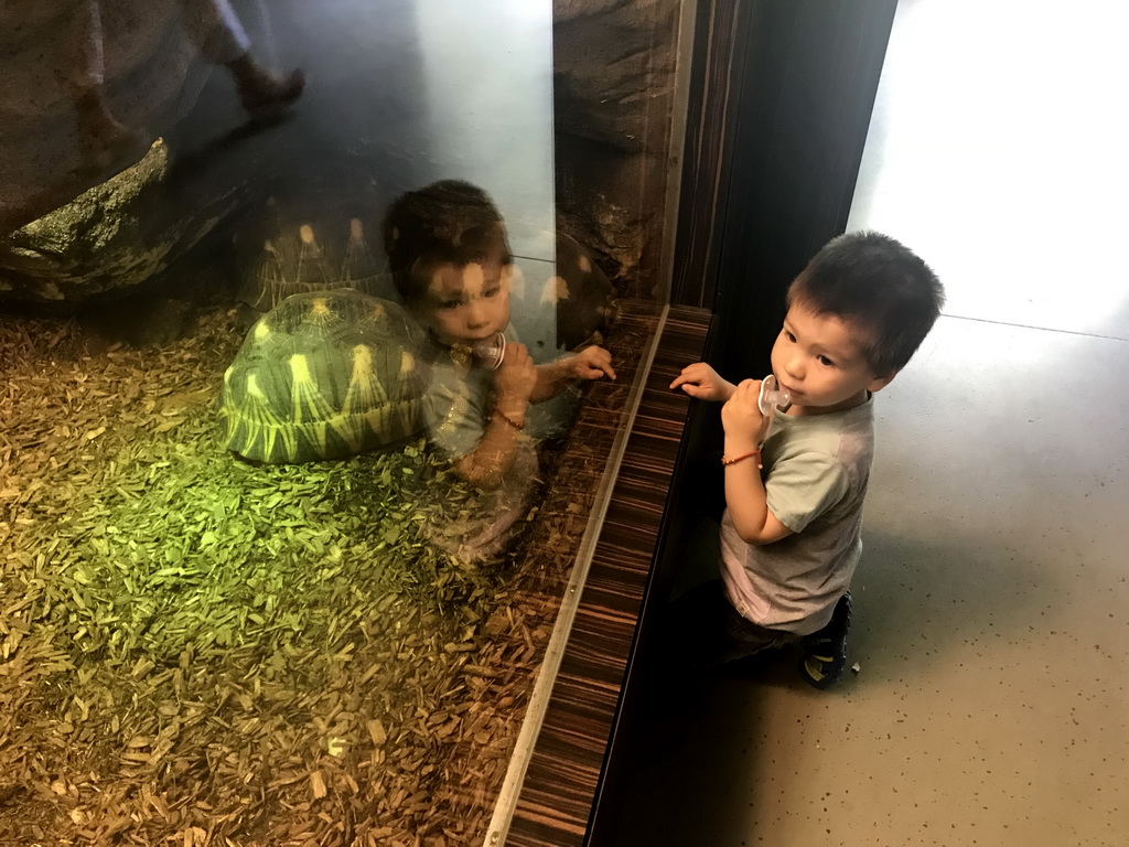 Max with Radiated Tortoises at the Reptile House at the Antwerp Zoo