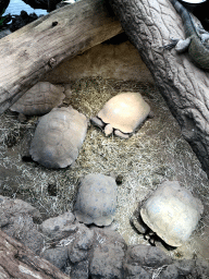 Tortoises at the Reptile House at the Antwerp Zoo