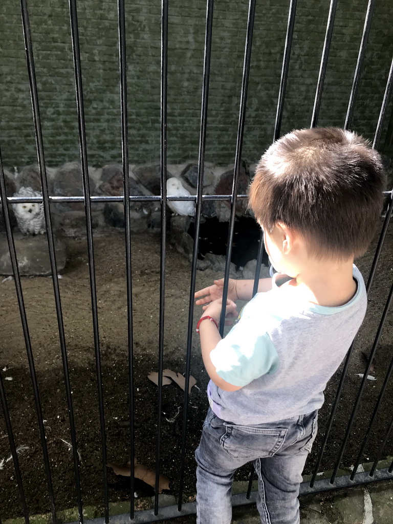 Max with Snowy Owls at the Antwerp Zoo