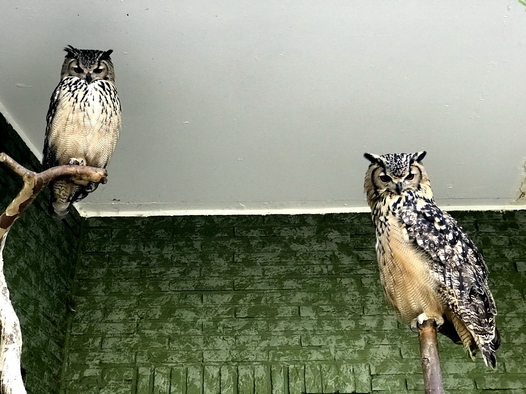 Owls at the Antwerp Zoo