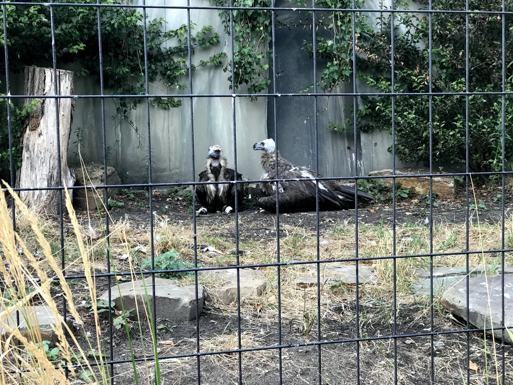 Black Vultures at the Antwerp Zoo