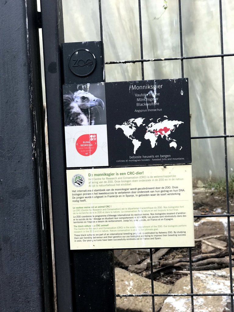 Explanation on the Black Vulture at the Antwerp Zoo