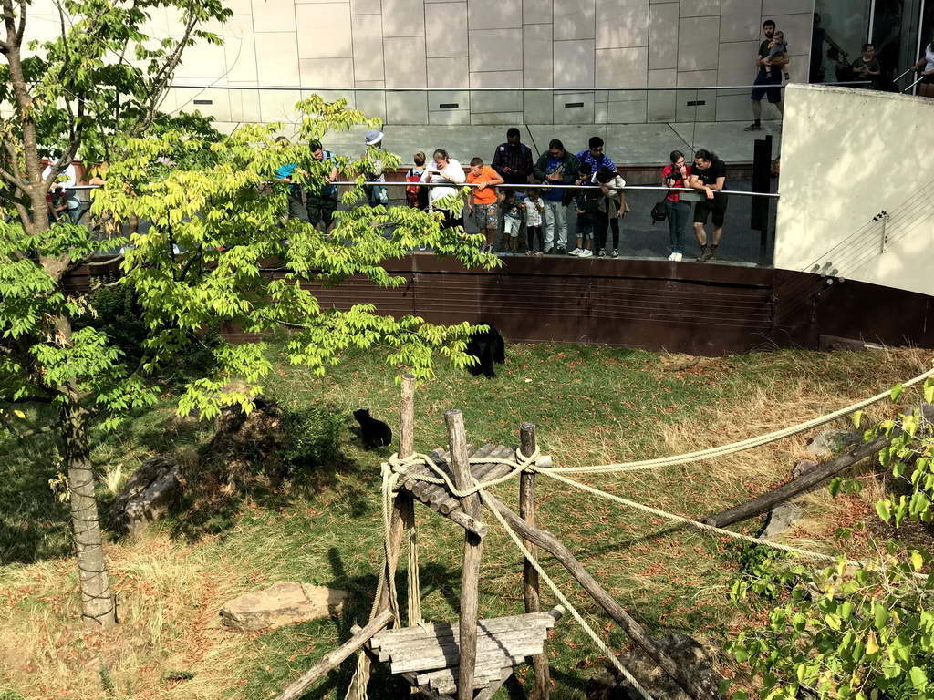 Spectacled Bears at the Antwerp Zoo, viewed from the Skywalk