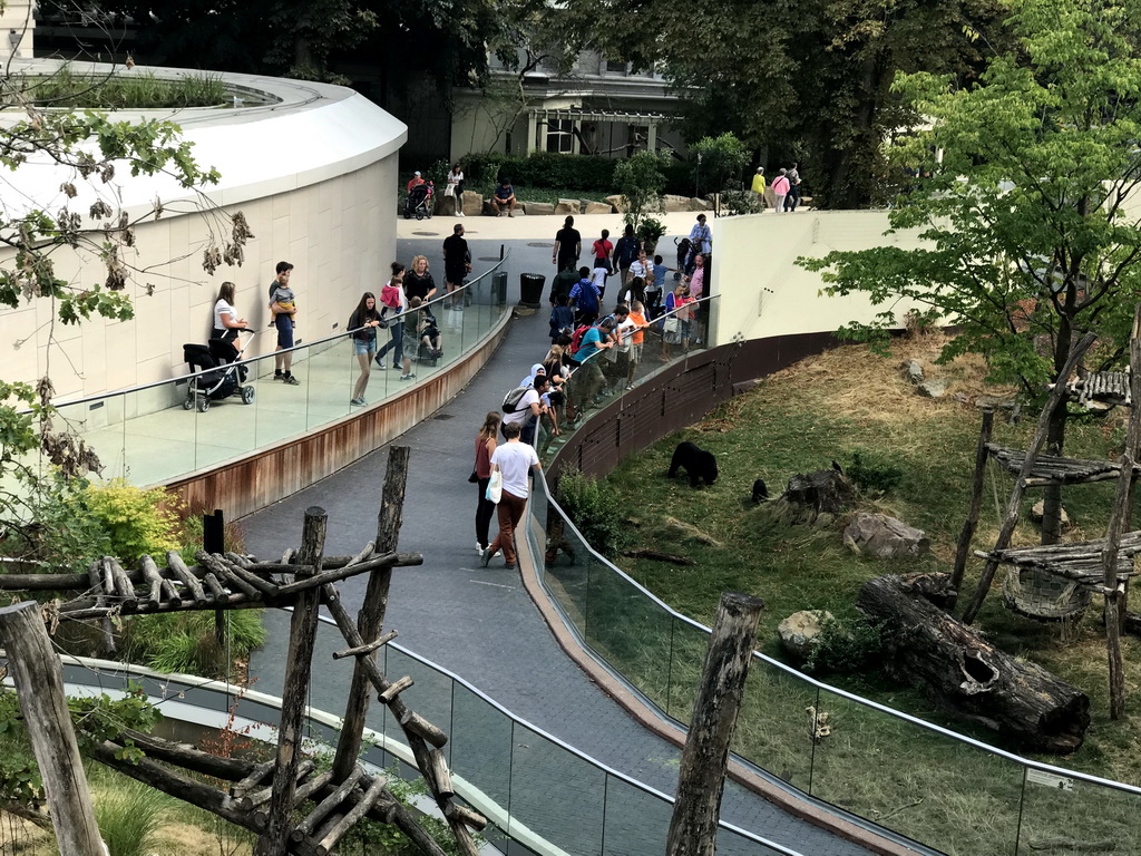 Spectacled Bears at the Antwerp Zoo, viewed from the Skywalk