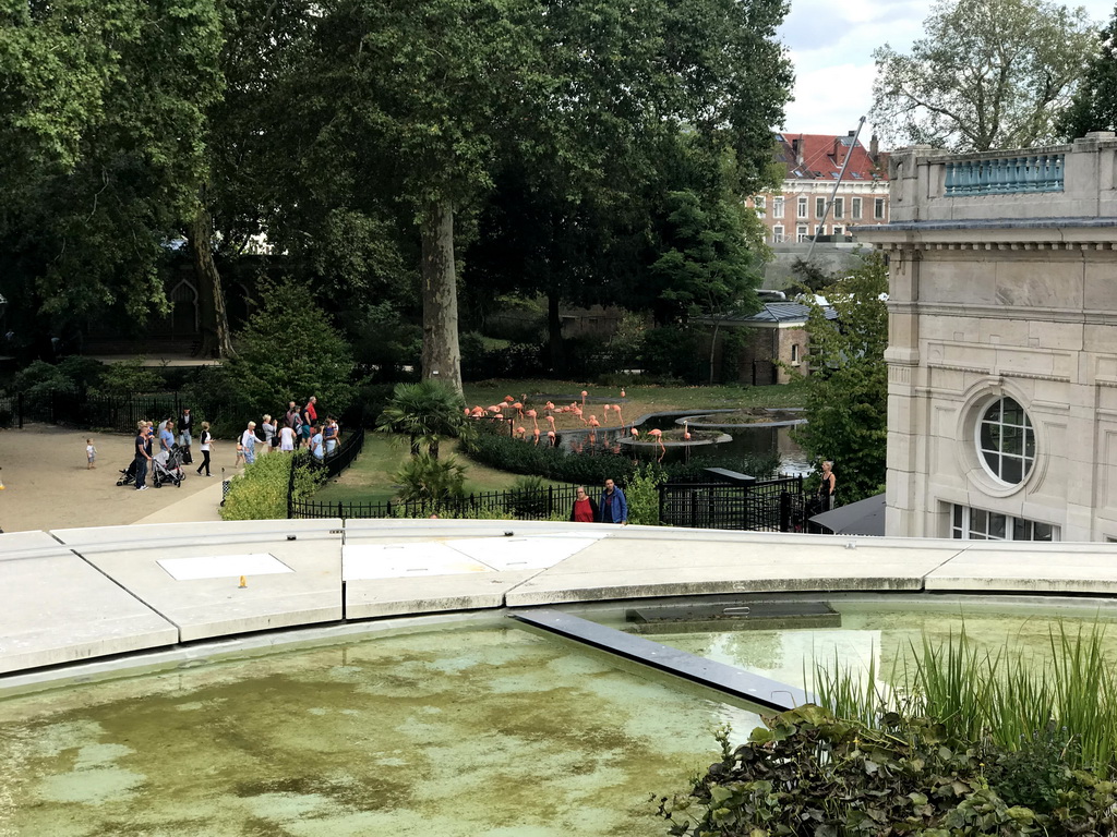 Flamengos at the Antwerp Zoo, viewed from the Skywalk