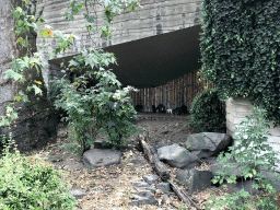 Raccoons at the Antwerp Zoo