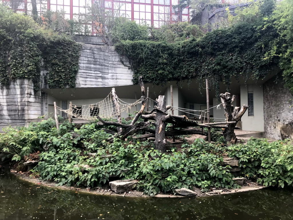 South American Coatis at the Antwerp Zoo