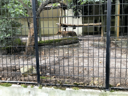 Amur Leopard at the Antwerp Zoo