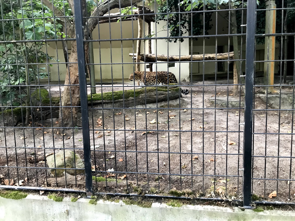 Amur Leopard at the Antwerp Zoo