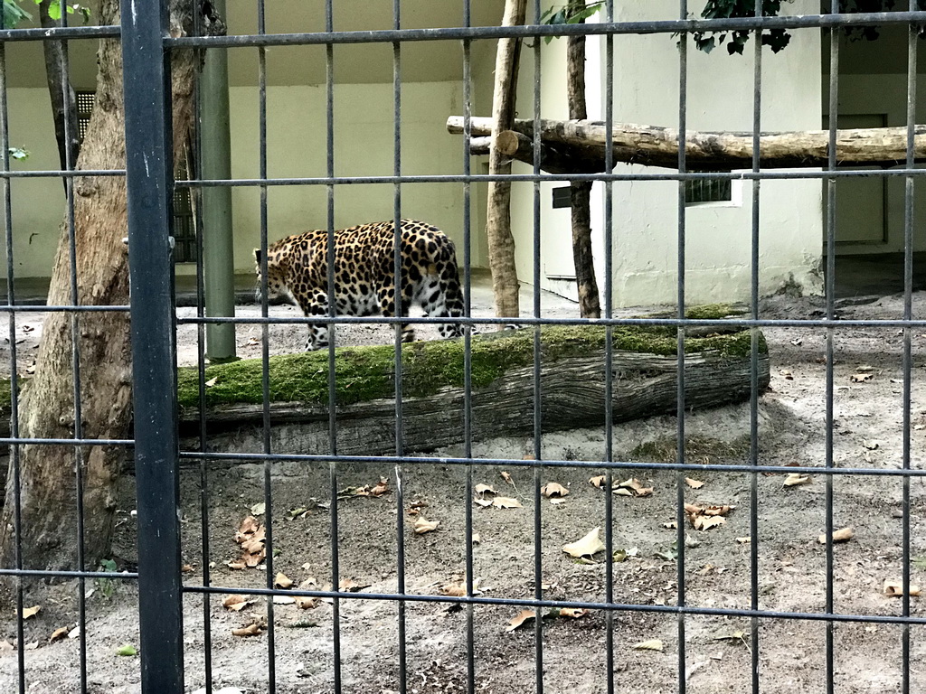 Amur Leopard at the Antwerp Zoo