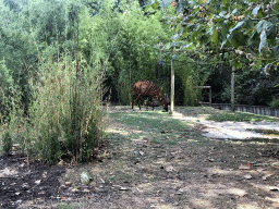 Eastern Bongo at the Antwerp Zoo