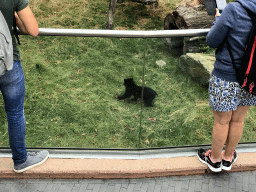 Spectacled Bear at the Antwerp Zoo