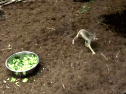 Northern Dry Zone Slender Loris at the Nocturama at the Antwerp Zoo