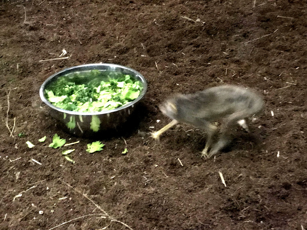 Northern Dry Zone Slender Loris at the Nocturama at the Antwerp Zoo