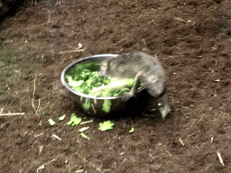 Northern Dry Zone Slender Loris eating vegetables at the Nocturama at the Antwerp Zoo