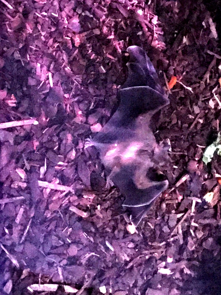 Egyptian Fruit Bat at the Nocturama building at the Antwerp Zoo