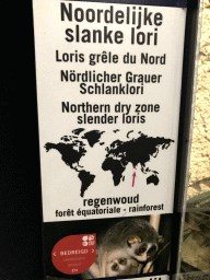 Explanation on the Northern Dry Zone Slender Loris at the Nocturama at the Antwerp Zoo