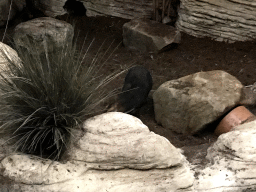 Explanation on the Balabac Mouse Deer at the Nocturama at the Antwerp Zoo