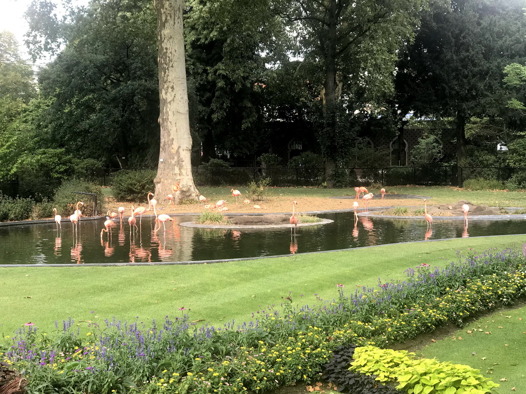 Flamingos at the Antwerp Zoo