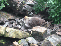 Coati in the Apenheul zoo