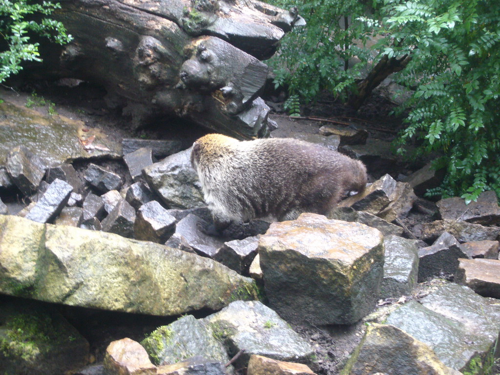 Coati in the Apenheul zoo