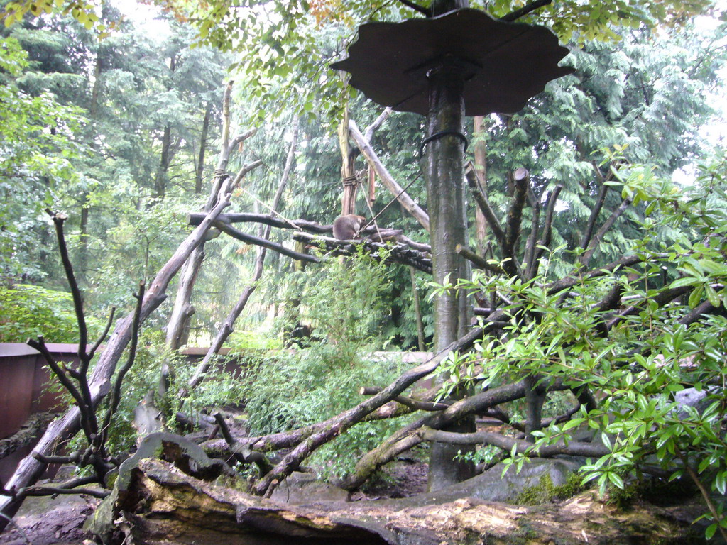 Coatis in the Apenheul zoo