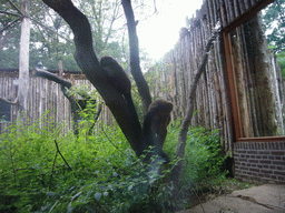 Woolley Monkeys in the Apenheul zoo