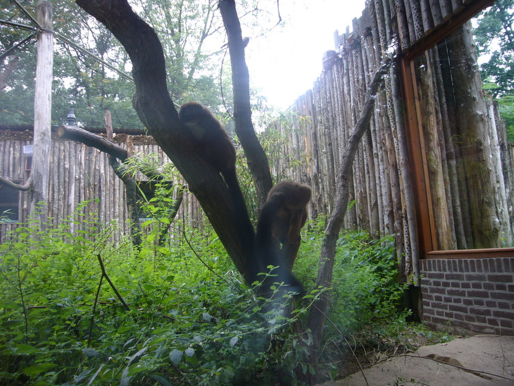 Woolley Monkeys in the Apenheul zoo