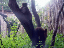 Woolley Monkeys in the Apenheul zoo