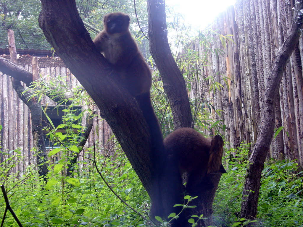 Woolley Monkeys in the Apenheul zoo