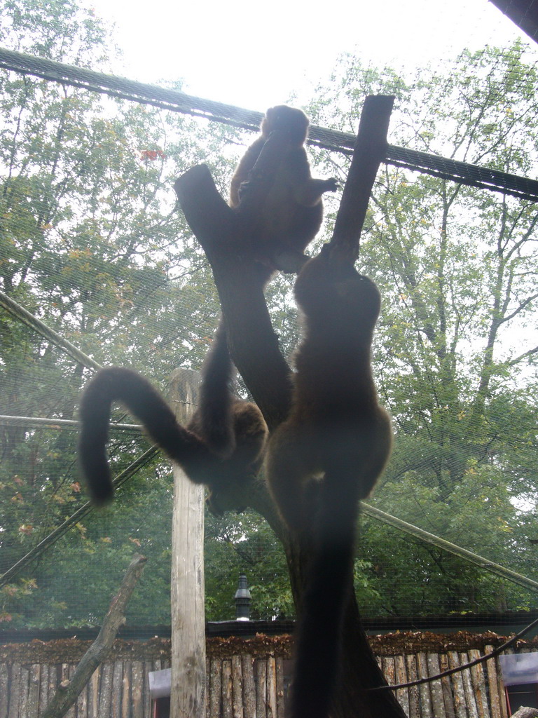 Woolley Monkeys in the Apenheul zoo