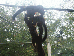 Woolley Monkeys in the Apenheul zoo