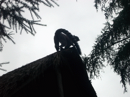 Ring-tailed Lemur in the Apenheul zoo